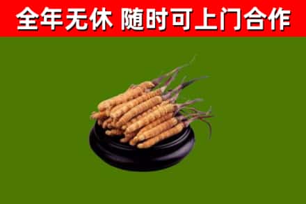 将乐回收散虫草